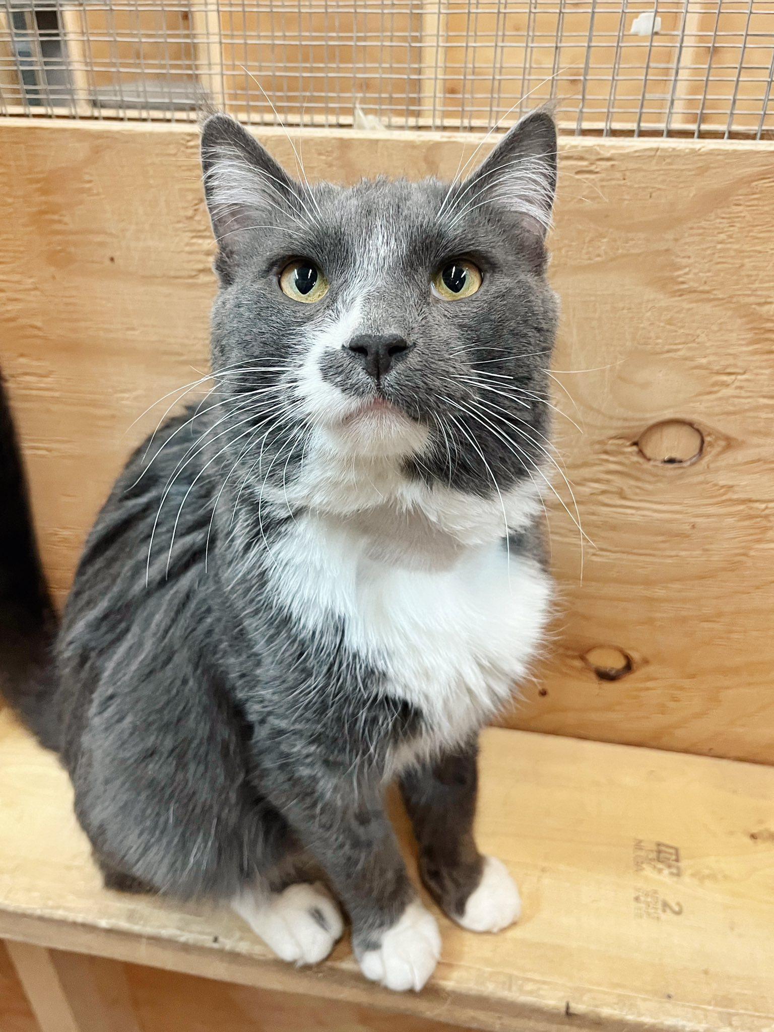 Enlarge Gandalf, a Adoptable mixed breed in Peace River, AB image 1/1