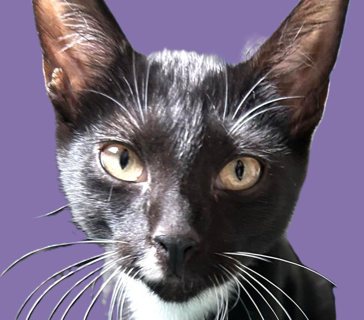 Isaac, Adoptable, Kitten Female Domestic Short Hair.