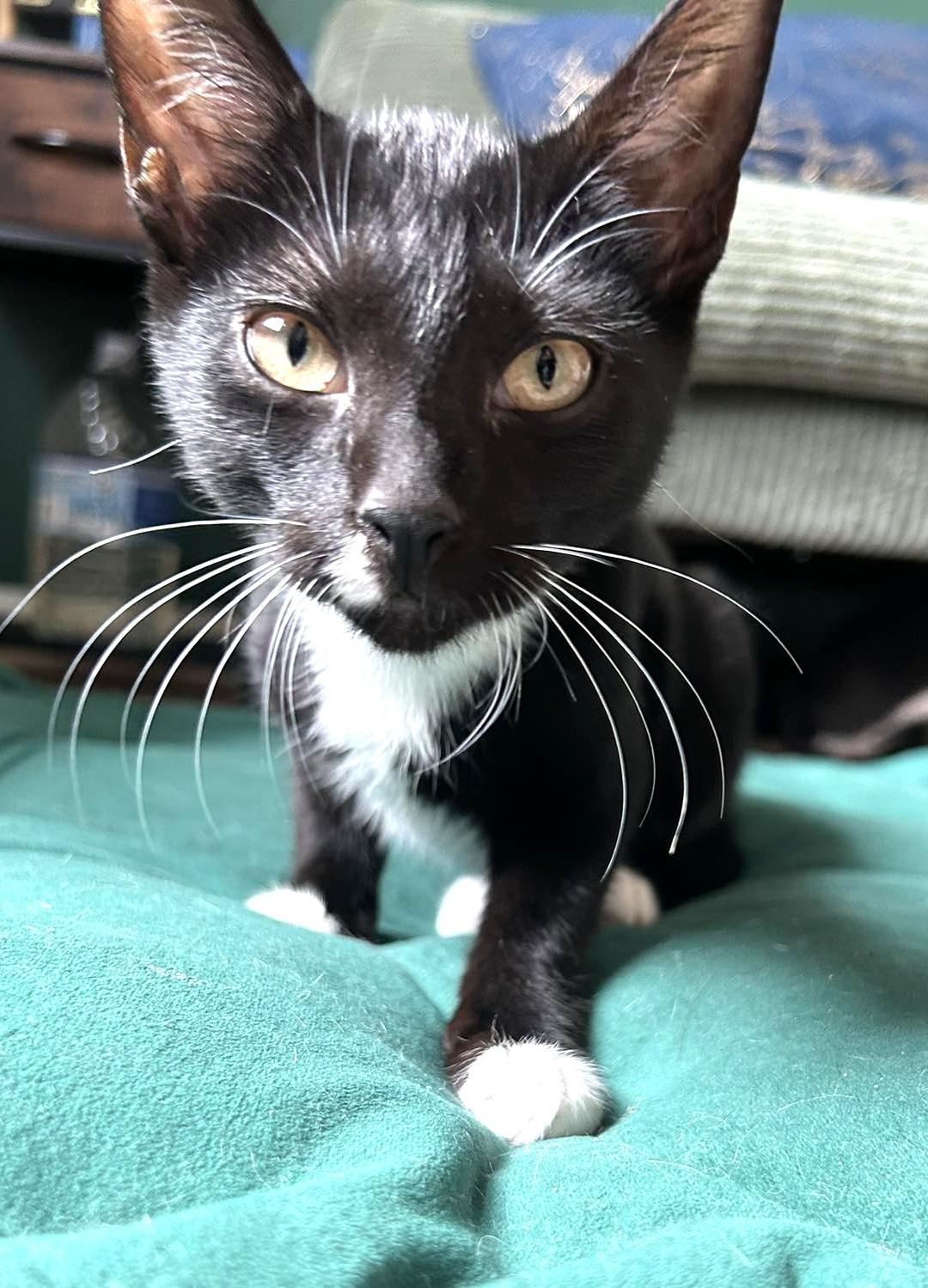 Enlarge Isaac, a Adoptable Domestic Short Hair in Savannah, GA image 2/2