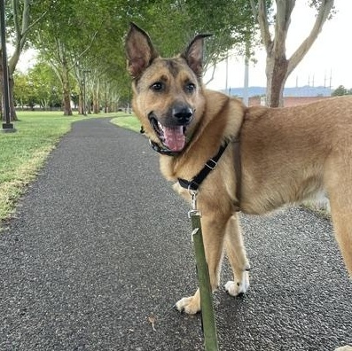 Jasper, a ADOPTABLE mixed breed in Roswell, GA image 1/2