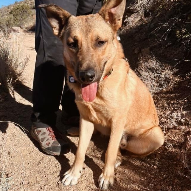 Jasper, a ADOPTABLE mixed breed in Roswell, GA image 2/2