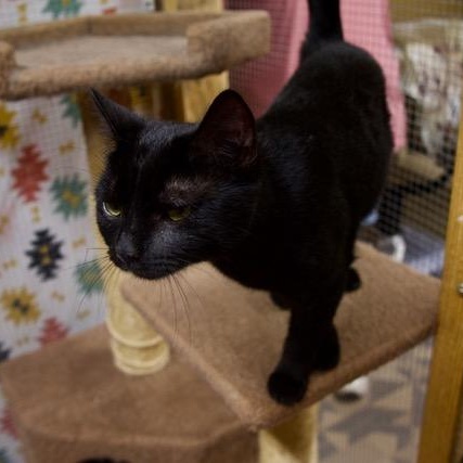 Daisy - I'm a small cat!