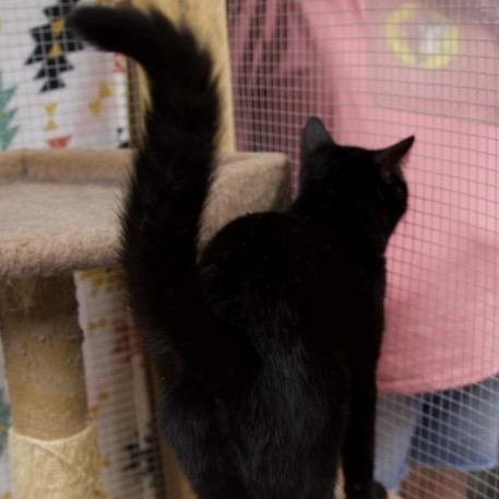 Daisy - I'm a small cat!
