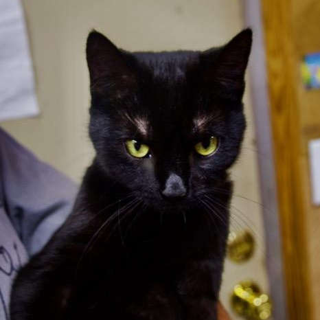 Daisy - I'm a small cat!