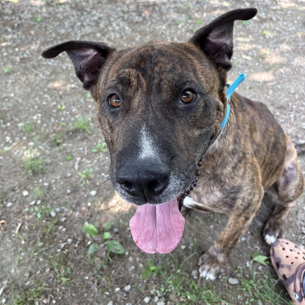 Antonio, Adoptable, Adult Male Mixed Breed.