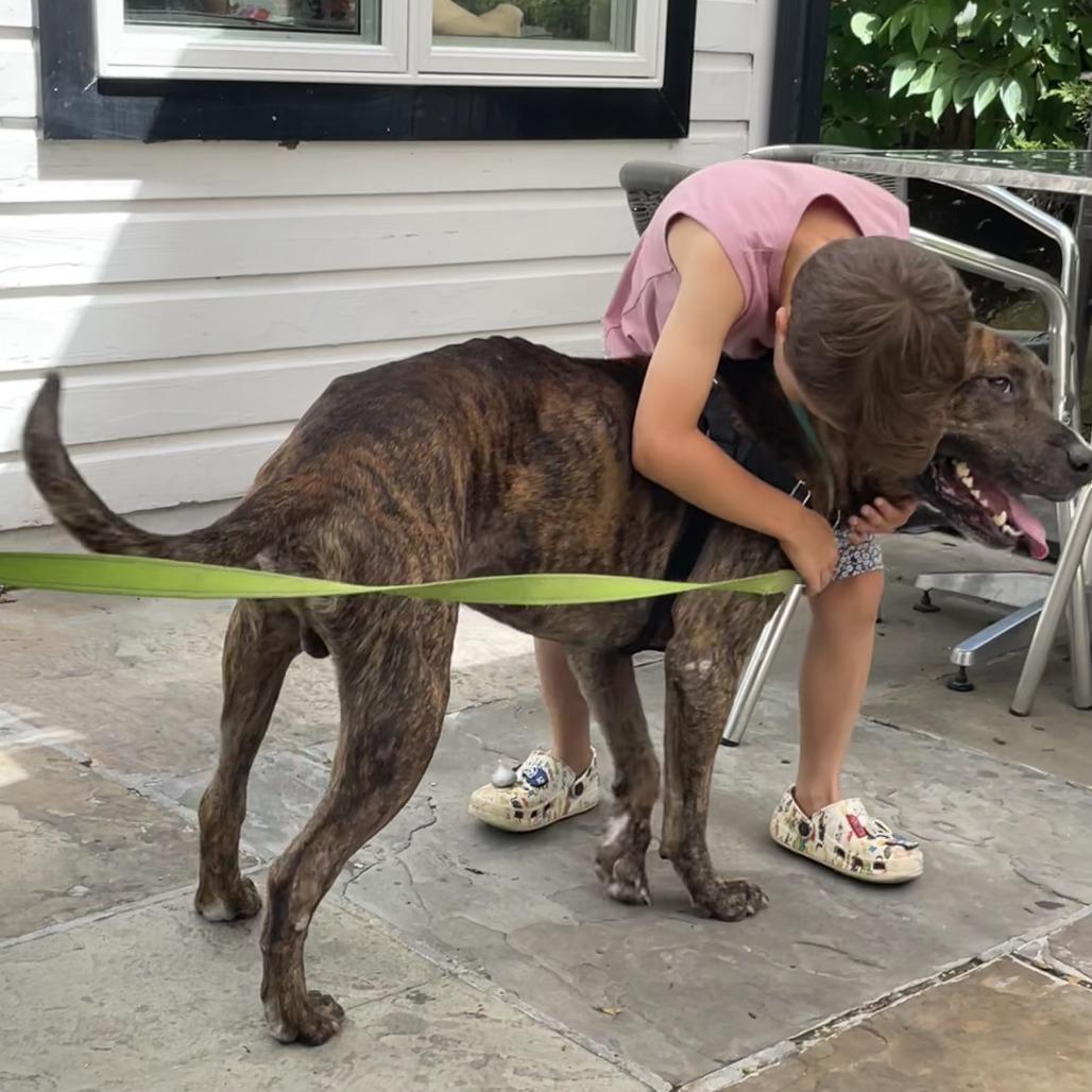 Enlarge Antonio, a Adoptable Mixed Breed in Bangall, NY image 2/5