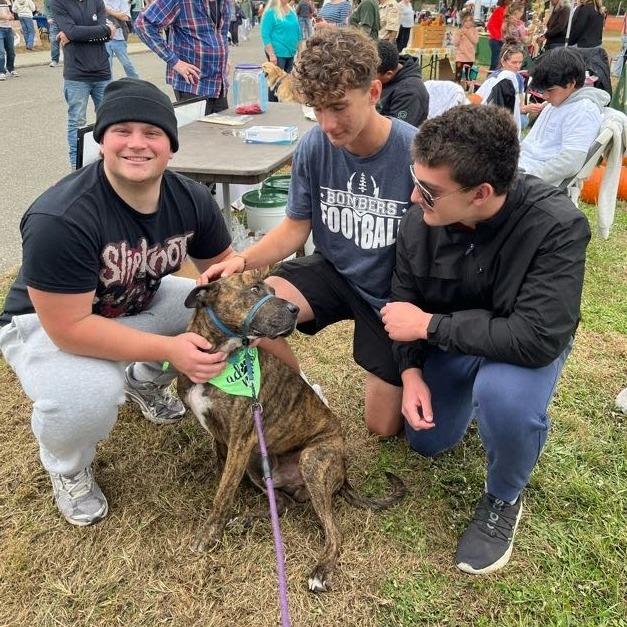 Enlarge Antonio, a Adoptable Mixed Breed in Bangall, NY image 3/5