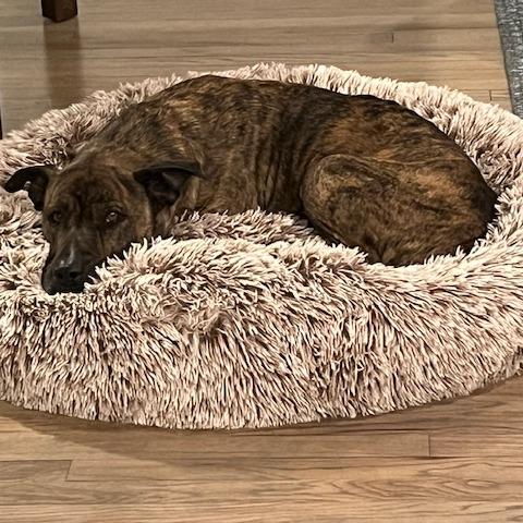 Enlarge Antonio, a Adoptable Mixed Breed in Bangall, NY image 3/5