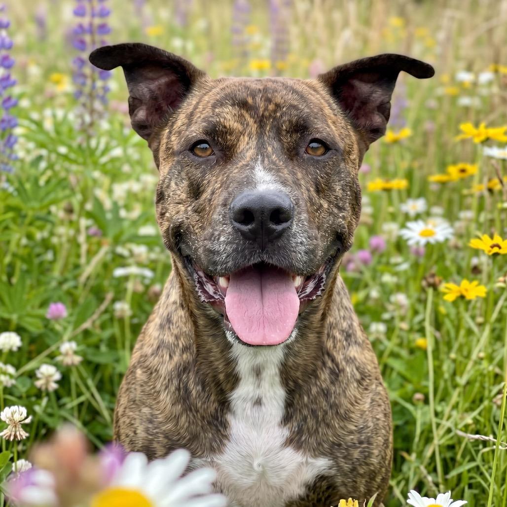 Enlarge Antonio, a Adoptable Mixed Breed in Bangall, NY image 4/6