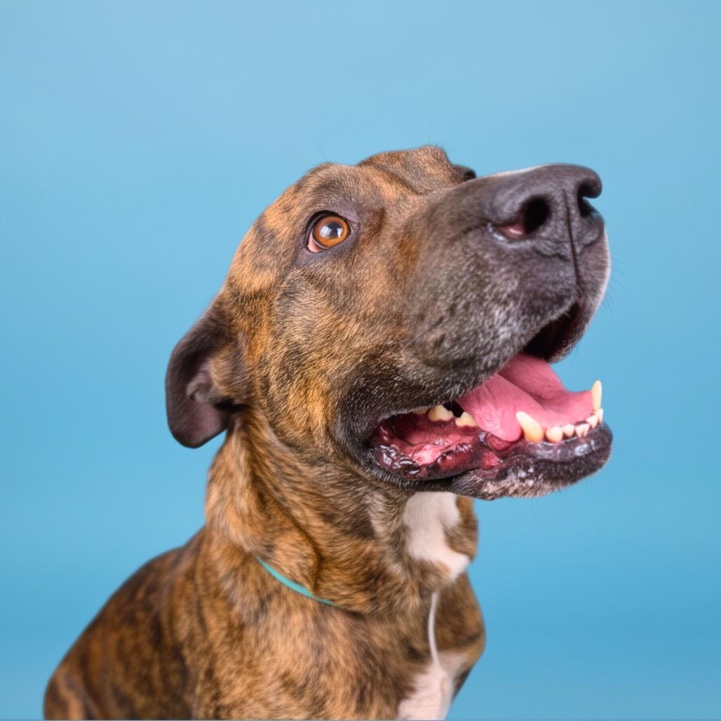 Enlarge Antonio, a Adoptable Mixed Breed in Bangall, NY image 4/6