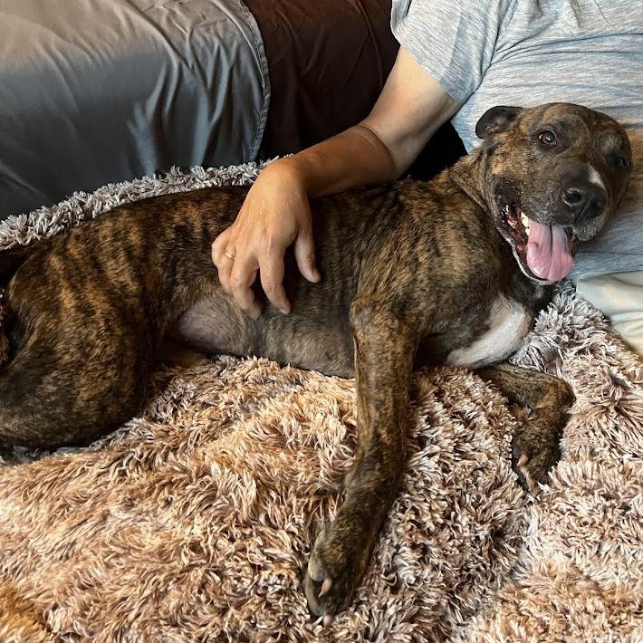 Enlarge Antonio, a Adoptable Mixed Breed in Bangall, NY image 4/5