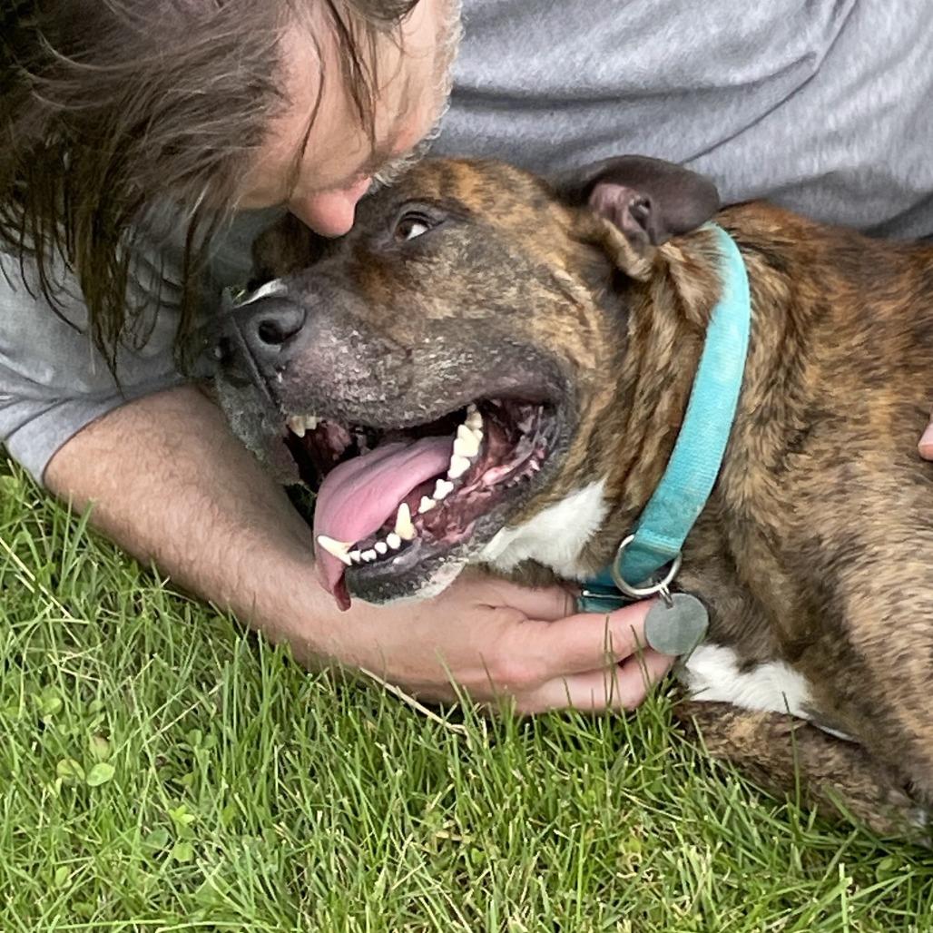 Enlarge Antonio, a Adoptable Mixed Breed in Bangall, NY image 5/5