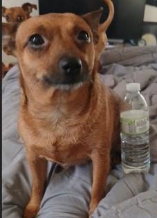 ROBIN, Adoptable, Adult Female Chihuahua.