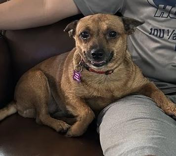 ROBIN, a Adoptable mixed breed in fort worth, TX image 2/4