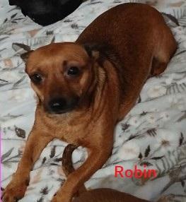 ROBIN, a Adoptable mixed breed in fort worth, TX image 3/4