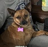 ROBIN, a Adoptable mixed breed in fort worth, TX image 4/4