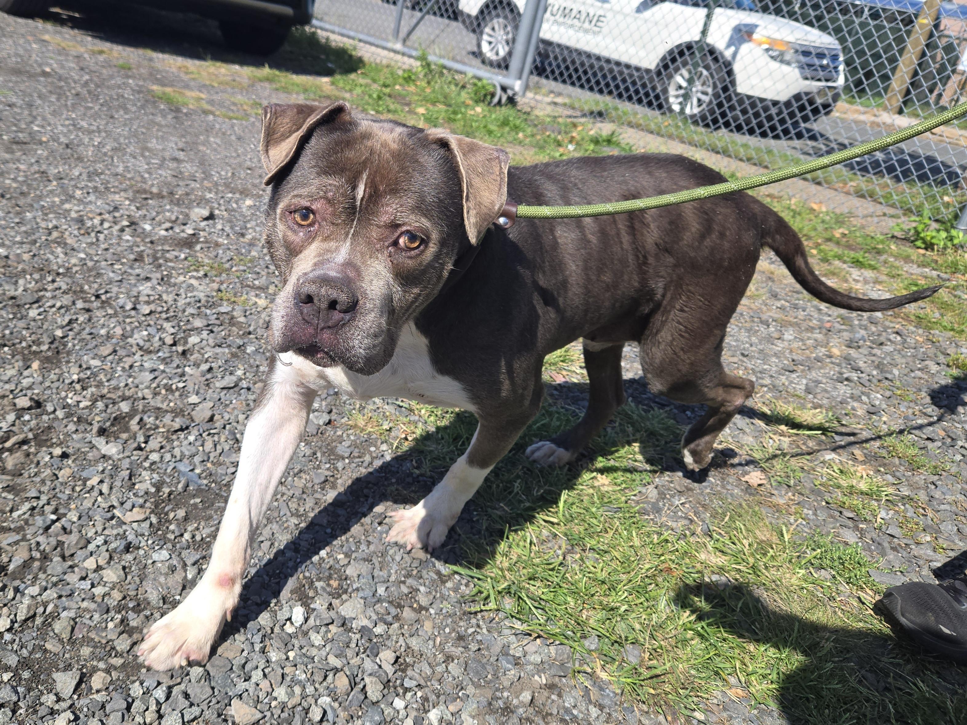 Winston- In Foster, Adoptable, Adult Male Pit Bull Terrier.