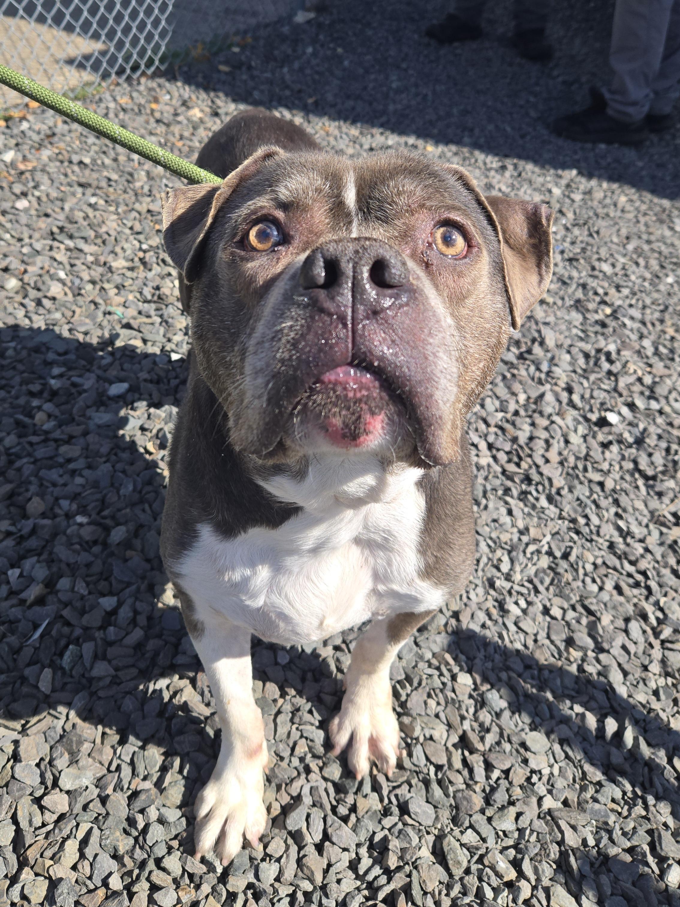 Enlarge Winston- In Foster, a Adoptable Pit Bull Terrier in Trenton, NJ image 2/2