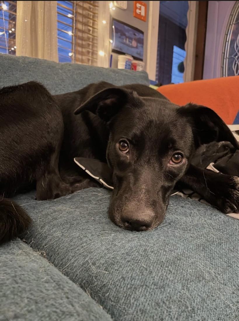 Hammer, a ADOPTABLE mixed breed in Philadelphia, PA image 3/6