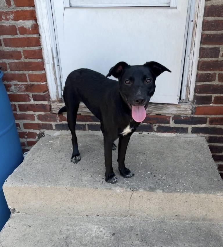 Hammer, a ADOPTABLE mixed breed in Philadelphia, PA image 4/6