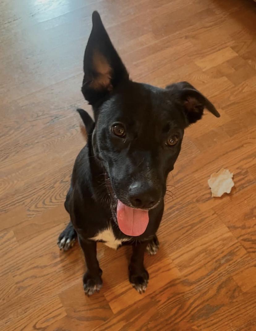 Hammer, a ADOPTABLE mixed breed in Philadelphia, PA image 5/6