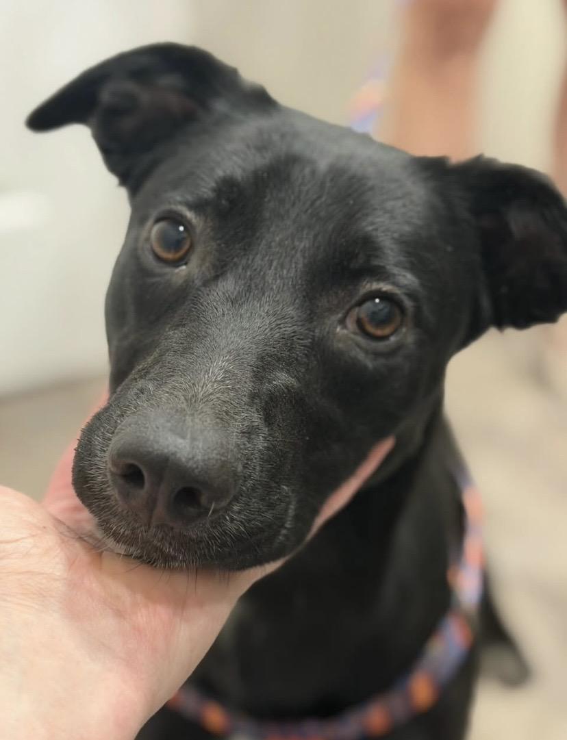 Hammer, ADOPTABLE, Puppy Female Labrador Retriever & Pit Bull Terrier.