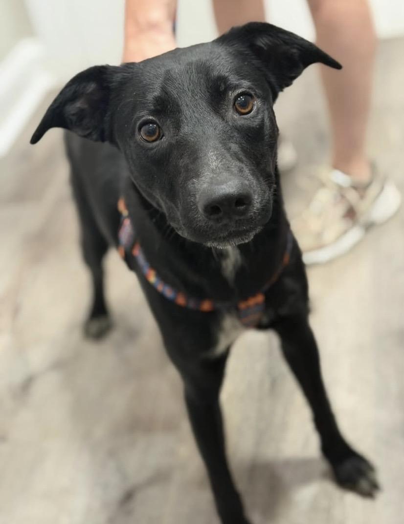 Hammer, a ADOPTABLE mixed breed in Philadelphia, PA image 2/6