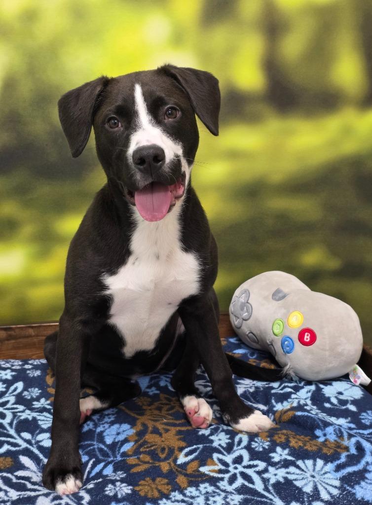 Enlarge Cupcake, a Adoptable mixed breed in Little Rock, AR image 1/1