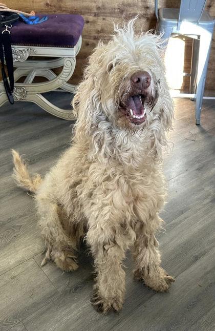 Steve, Adoptable, Adult Male Standard Poodle & Golden Retriever.