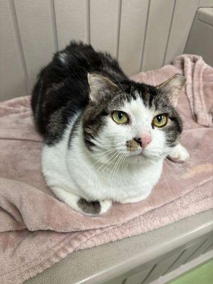 Whiskers, Adoptable, Adult Male Domestic Short Hair & Domestic Short Hair.