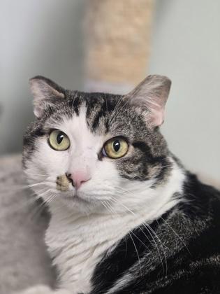 Whiskers, a Adoptable Domestic Short Hair in Batavia, OH image 1/3