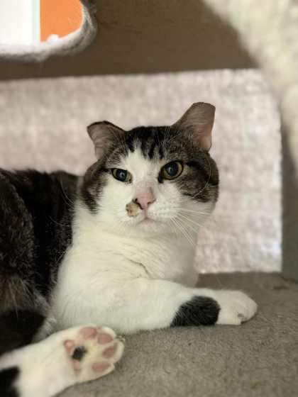 Whiskers, a Adoptable Domestic Short Hair in Batavia, OH image 2/3