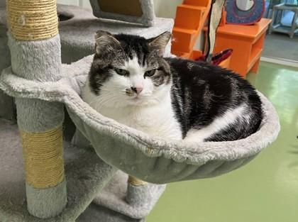 Whiskers, a Adoptable Domestic Short Hair in Batavia, OH image 3/3