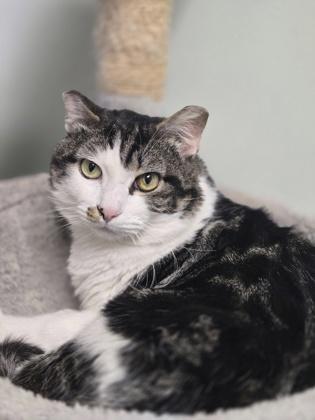 Whiskers, a Adoptable Domestic Short Hair in Batavia, OH image 3/3
