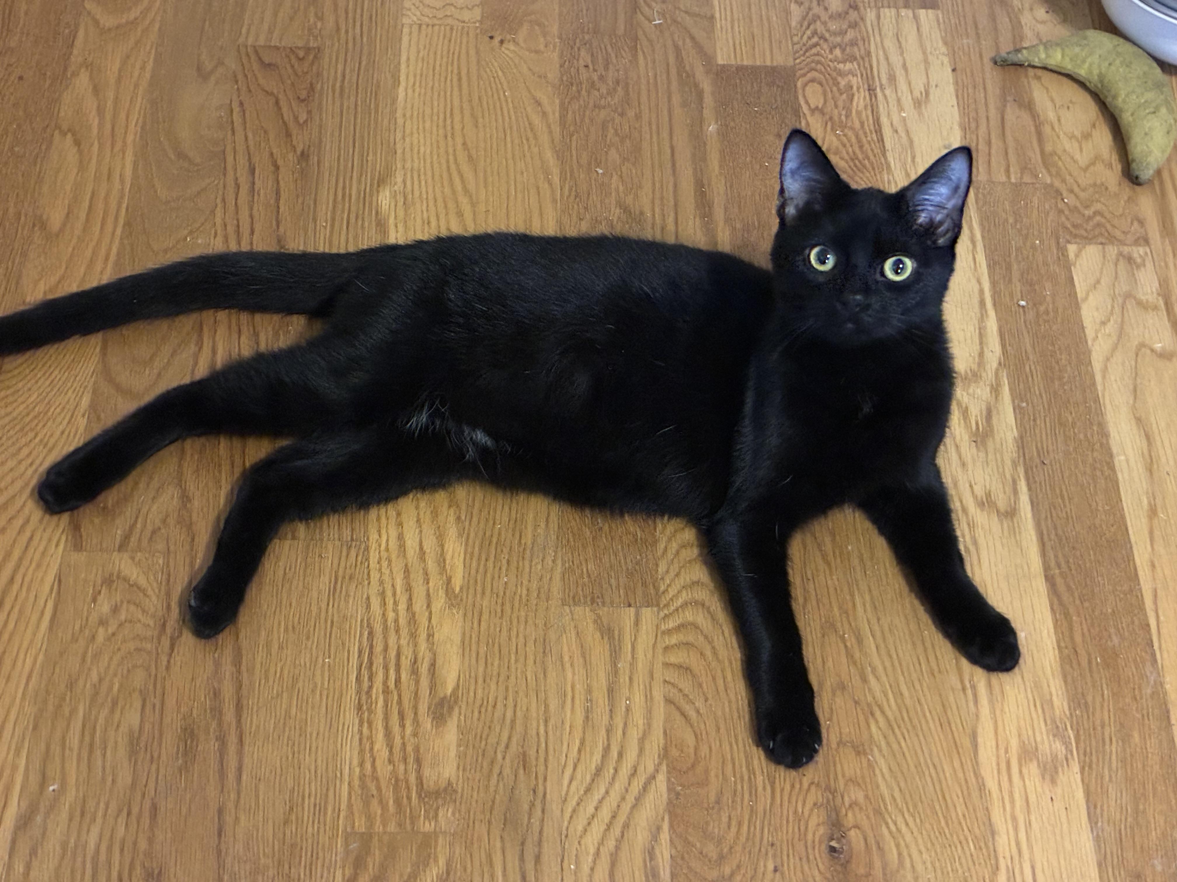 Ozzy, Adoptable, Kitten Male Domestic Short Hair.