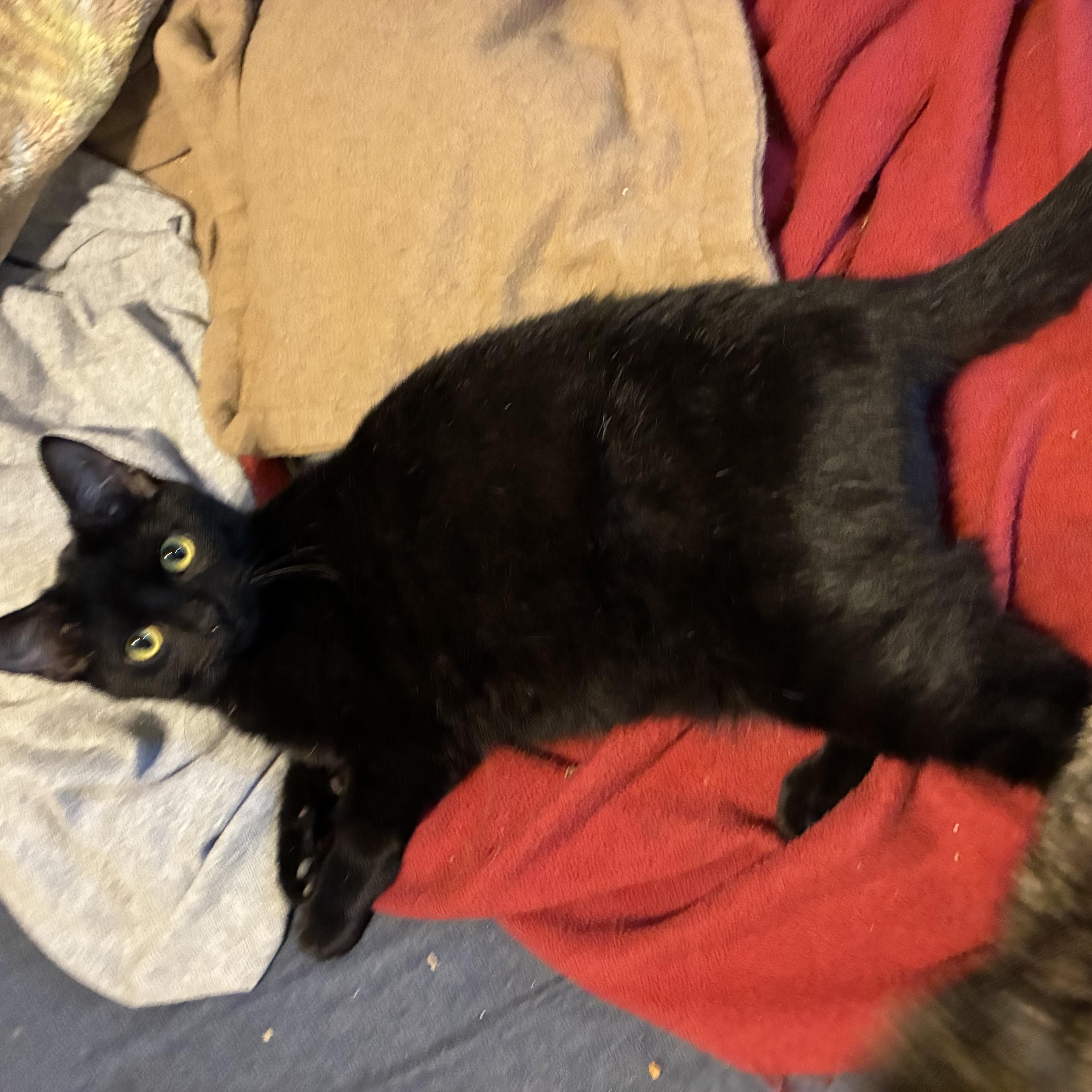 Ozzy, Adoptable, Kitten Male Domestic Short Hair.