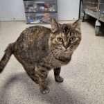 TOPAZ, a ADOPTABLE Domestic Short Hair in Ironwood, MI image 1/3