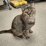 TOPAZ, a ADOPTABLE Domestic Short Hair in Ironwood, MI image 2/3