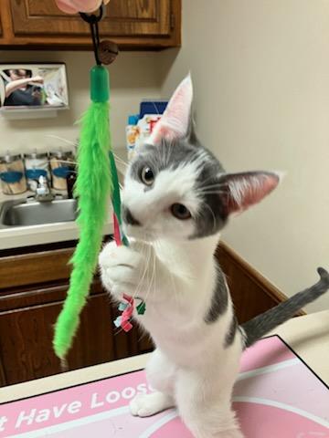 Marcus, a Adopted Domestic Short Hair in Oklahoma City, OK image 3/5