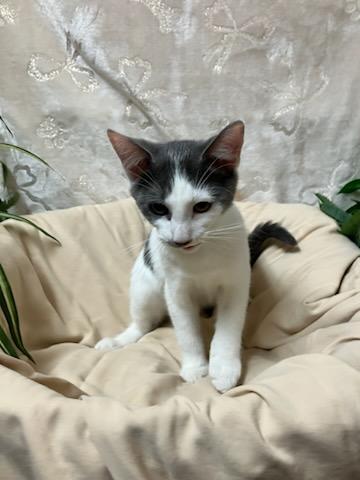 Marcus, a Adopted Domestic Short Hair in Oklahoma City, OK image 4/5