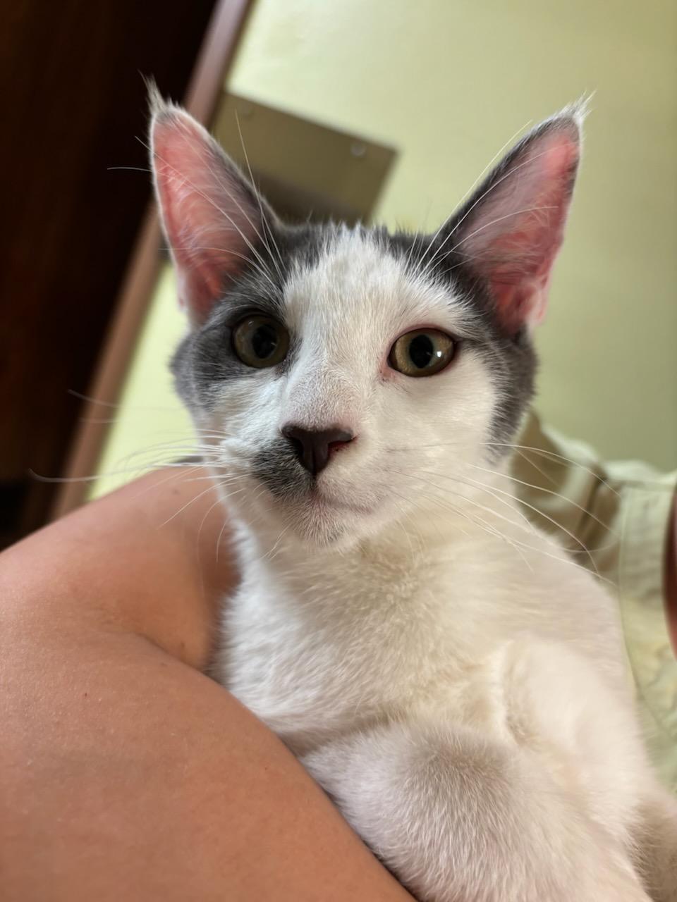 Marcus, a Adopted Domestic Short Hair in Oklahoma City, OK image 1/5