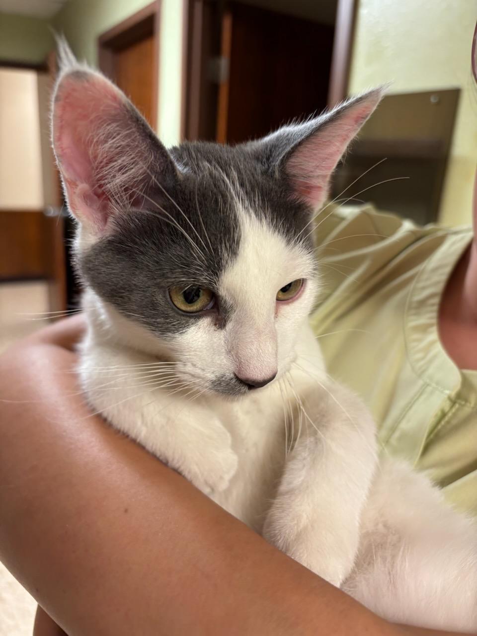 Marcus, a Adopted Domestic Short Hair in Oklahoma City, OK image 5/5