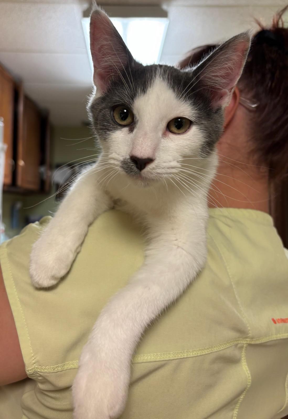 Marcus, a Adopted Domestic Short Hair in Oklahoma City, OK image 2/5