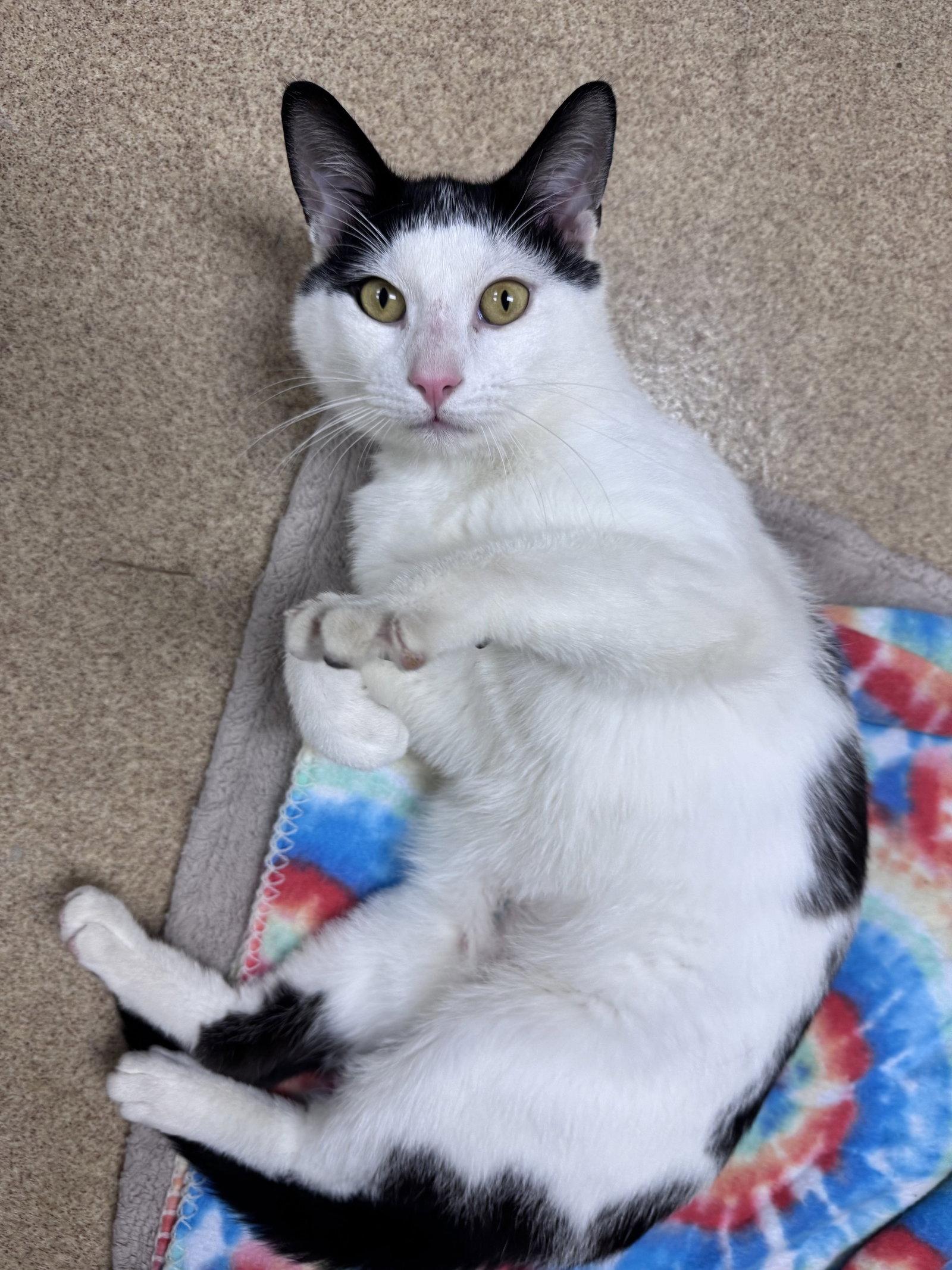 Porthos, Adoptable, Adult Male Domestic Short Hair.
