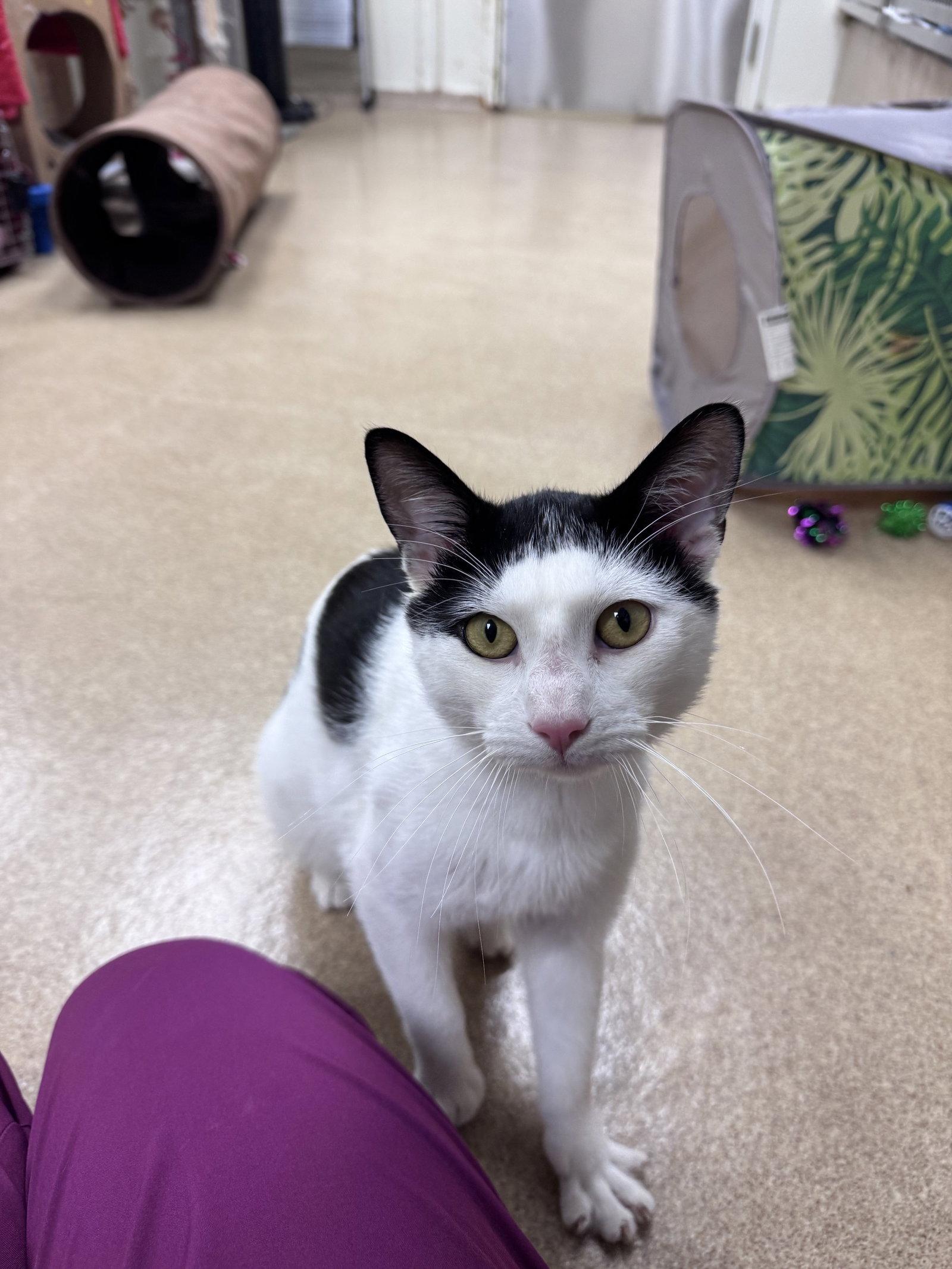 Enlarge Porthos, a Adoptable Domestic Short Hair in Brick, NJ image 2/3