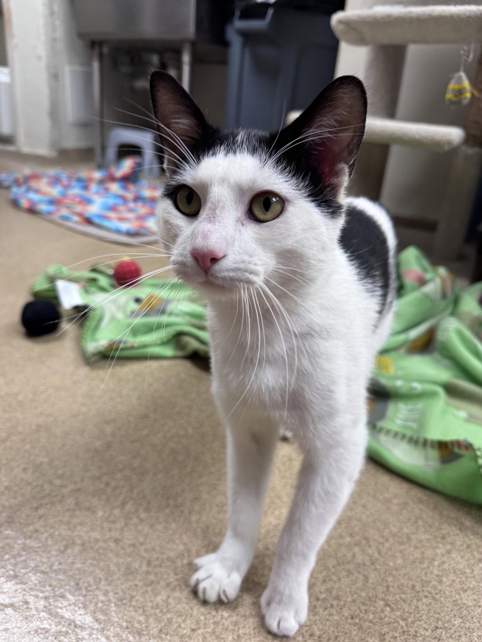 Enlarge Porthos, a Adoptable Domestic Short Hair in Brick, NJ image 3/3