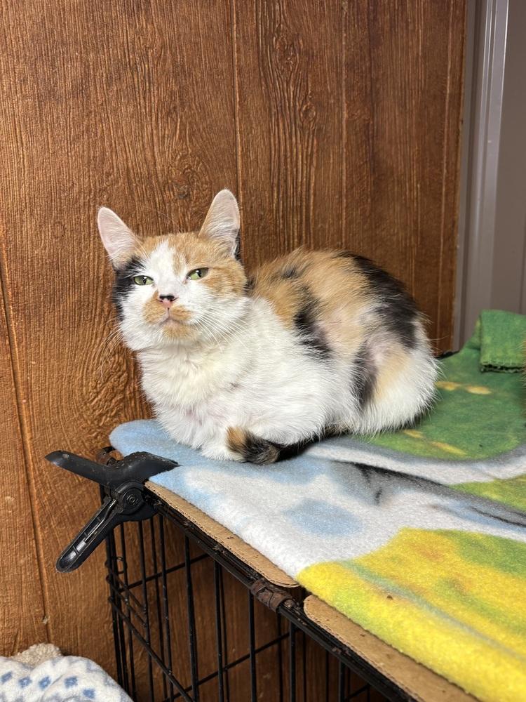 Enlarge FIONA, a Adoptable mixed breed in New Woodstock, NY image 2/6