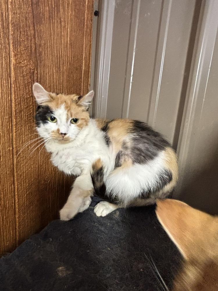 Enlarge FIONA, a Adoptable mixed breed in New Woodstock, NY image 3/6