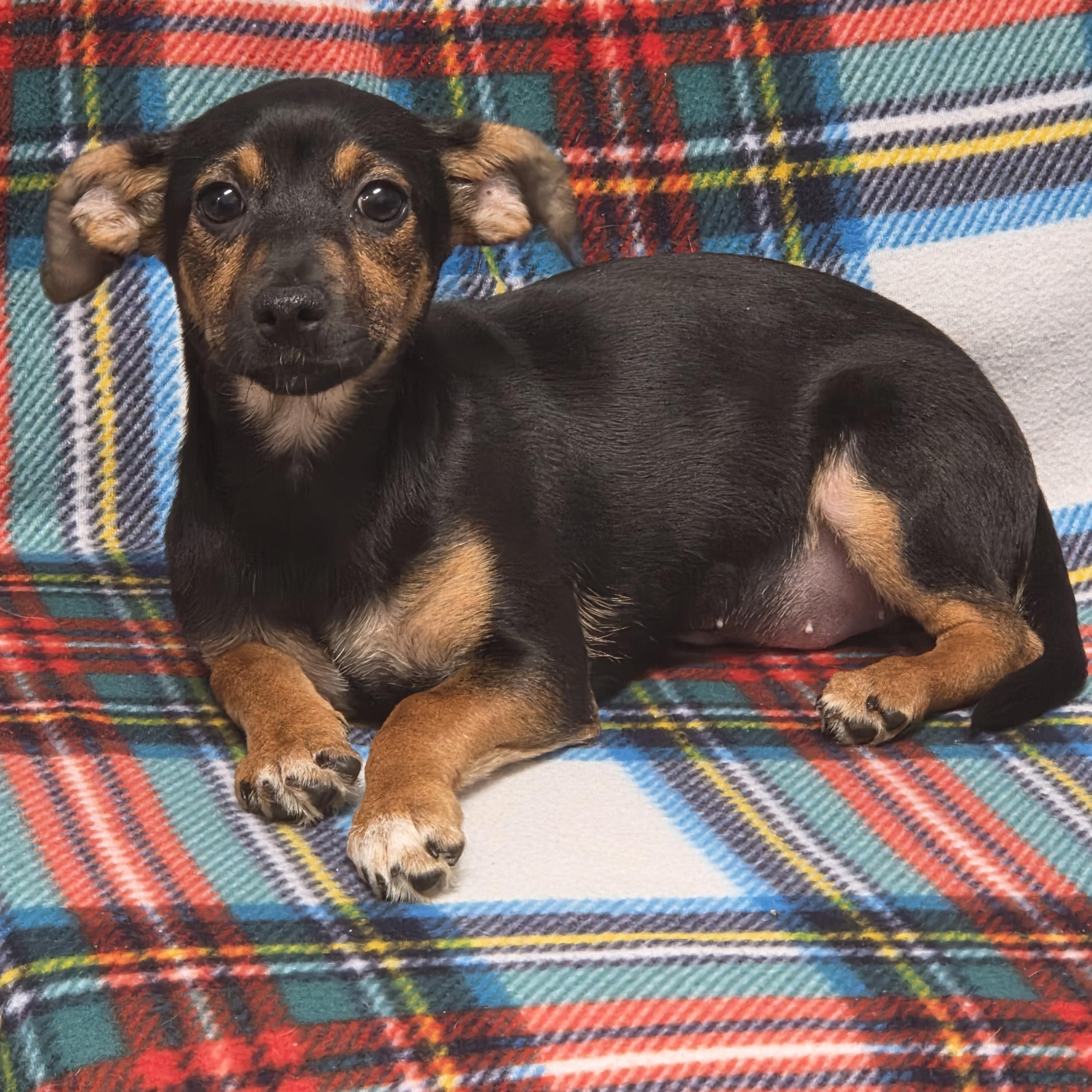 Enlarge Beth, a Adoptable mixed breed in Lacona, NY image 2/5