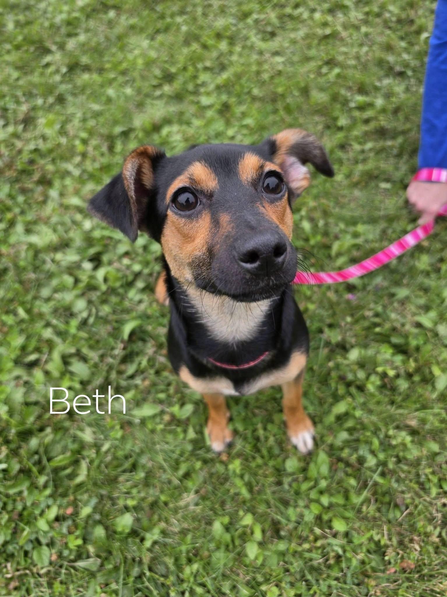 Enlarge Beth, a Adoptable mixed breed in Lacona, NY image 1/5